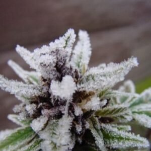 Arizonan Western Light Purp