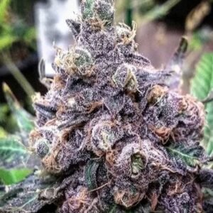 Granddaddy Purple Strain
