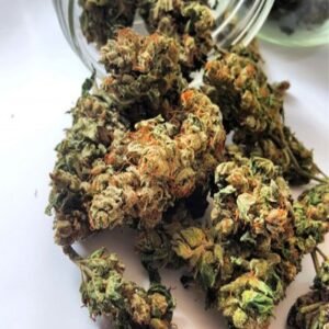 Lila Crack Stam, Lila Crack