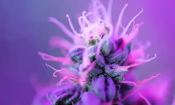 Förklaring; vad är indica?