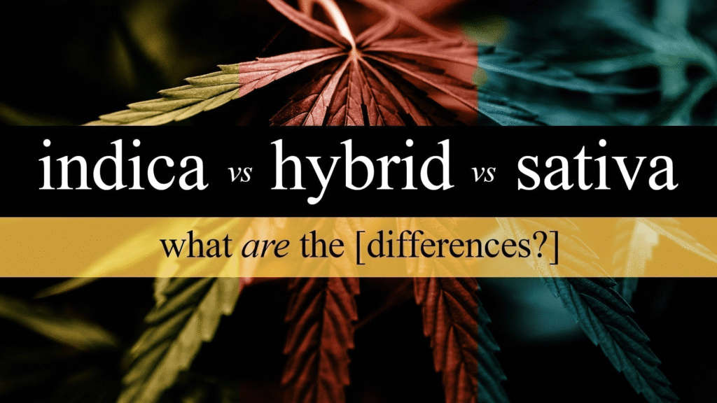 Förklara skillnaden mellan indica-, sativa- och hybridsorter