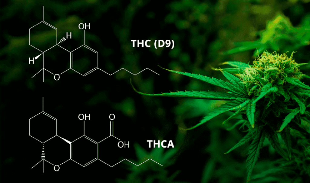 THCA vs THC molekylstruktur